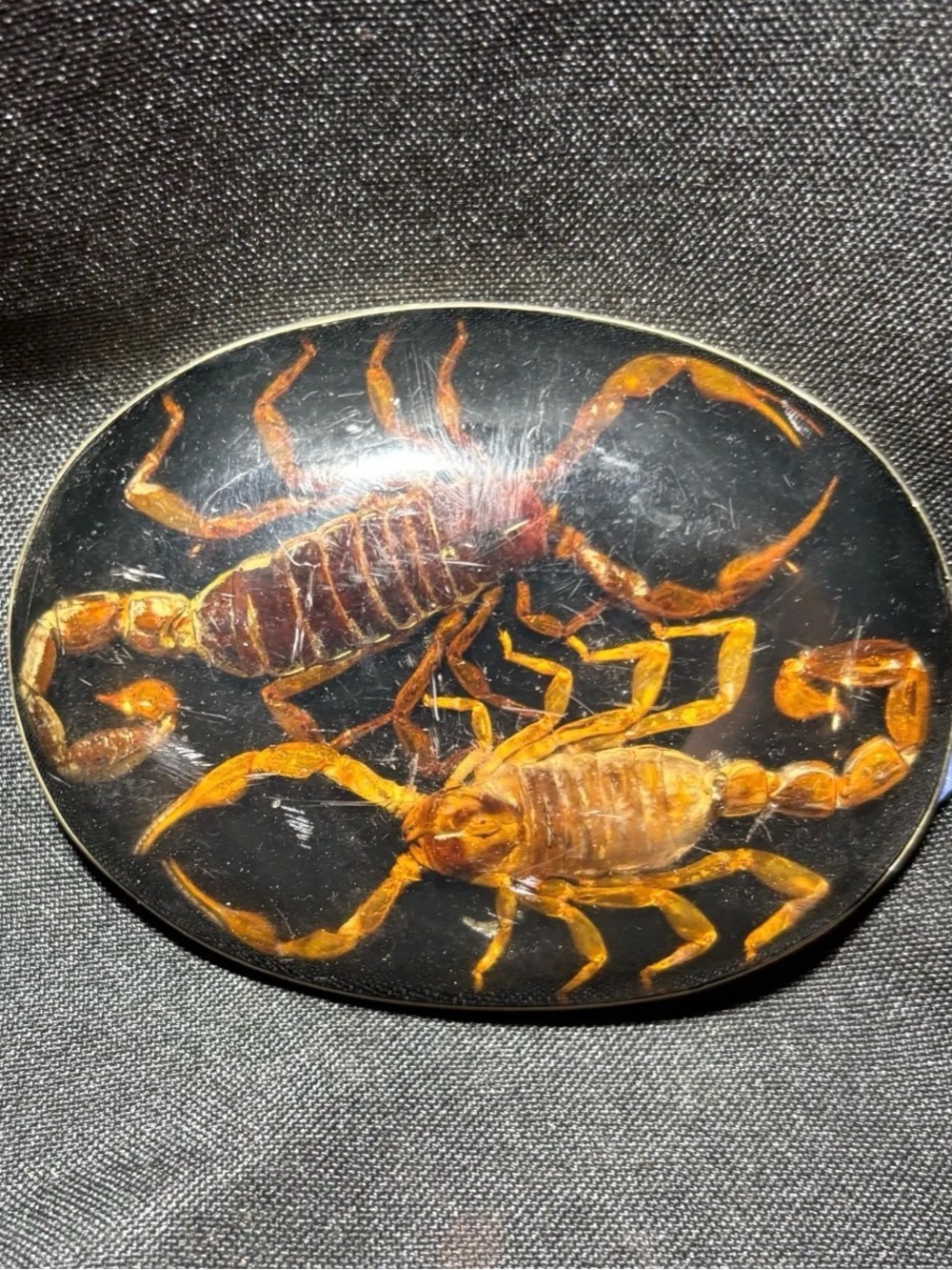 Scorpions encased in amber belt buckle